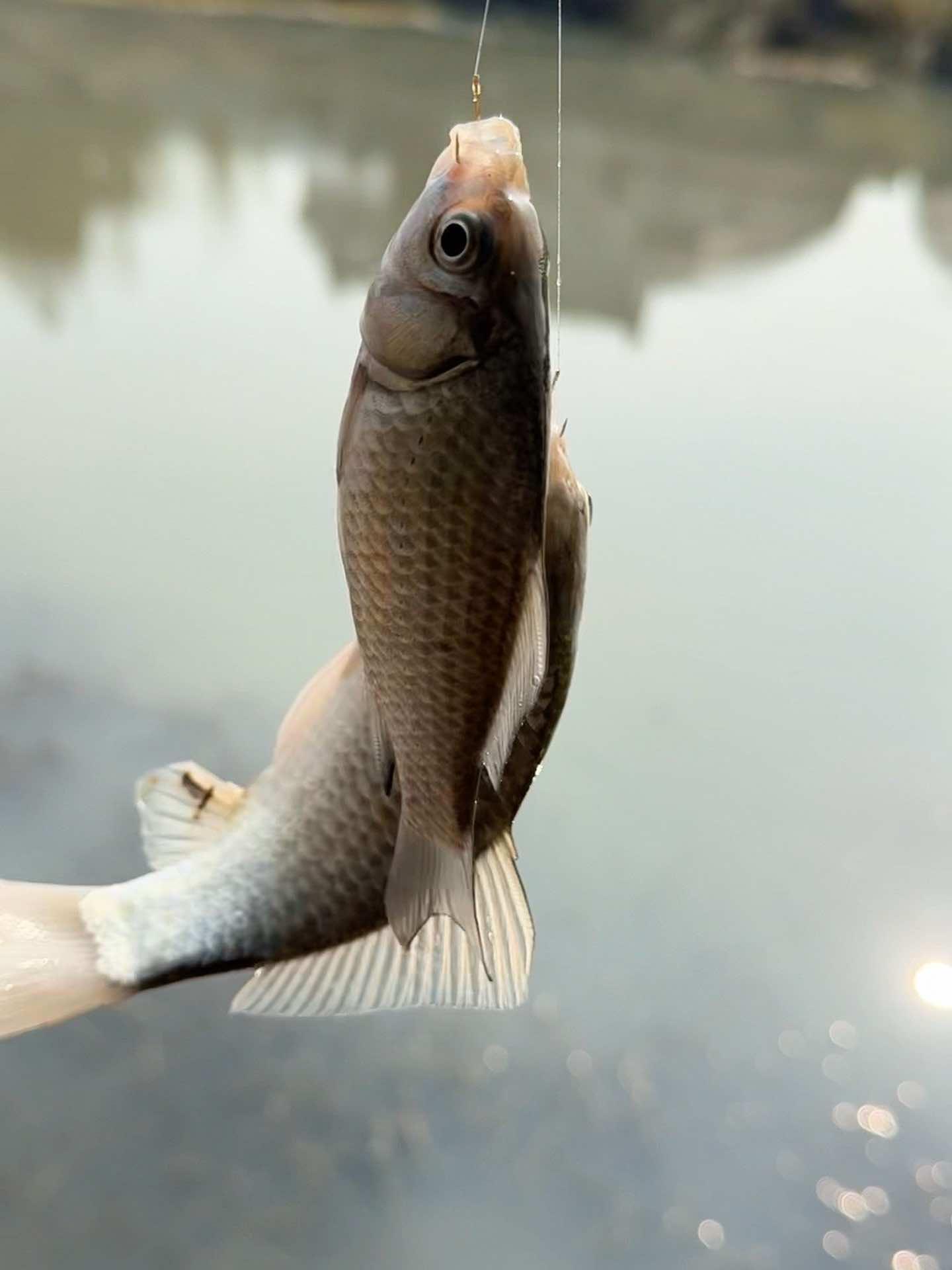 霜天钓鲫鱼技巧(秋天野钓鲫鱼的技巧和方法)