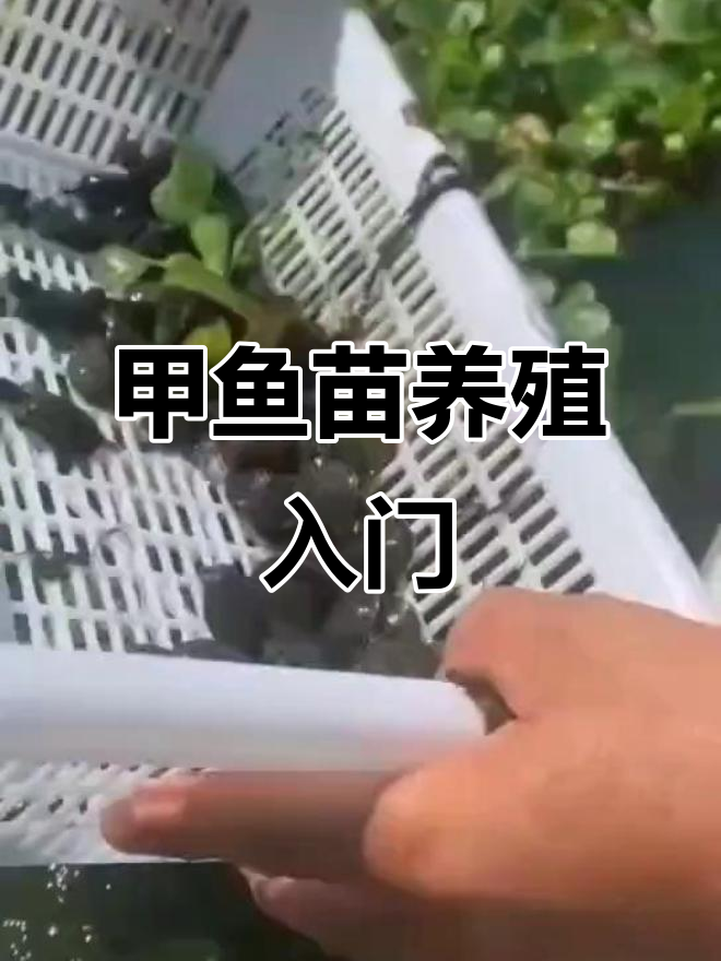 甲鱼电有什么技巧(甲鱼怎么电)