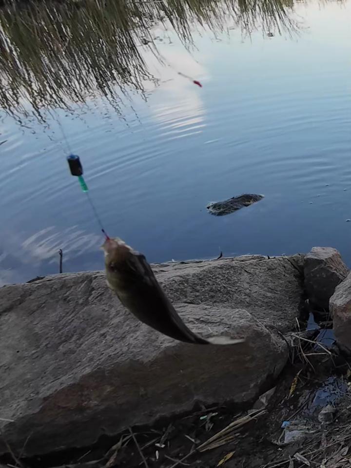 路亚淡水钓(路亚淡水钓大物有必要用4000型号的纺车轮吗?)