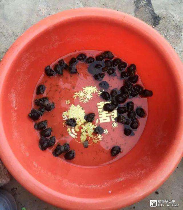 钓青鱼挂红薯技巧(红薯如何钓青鱼草鱼)