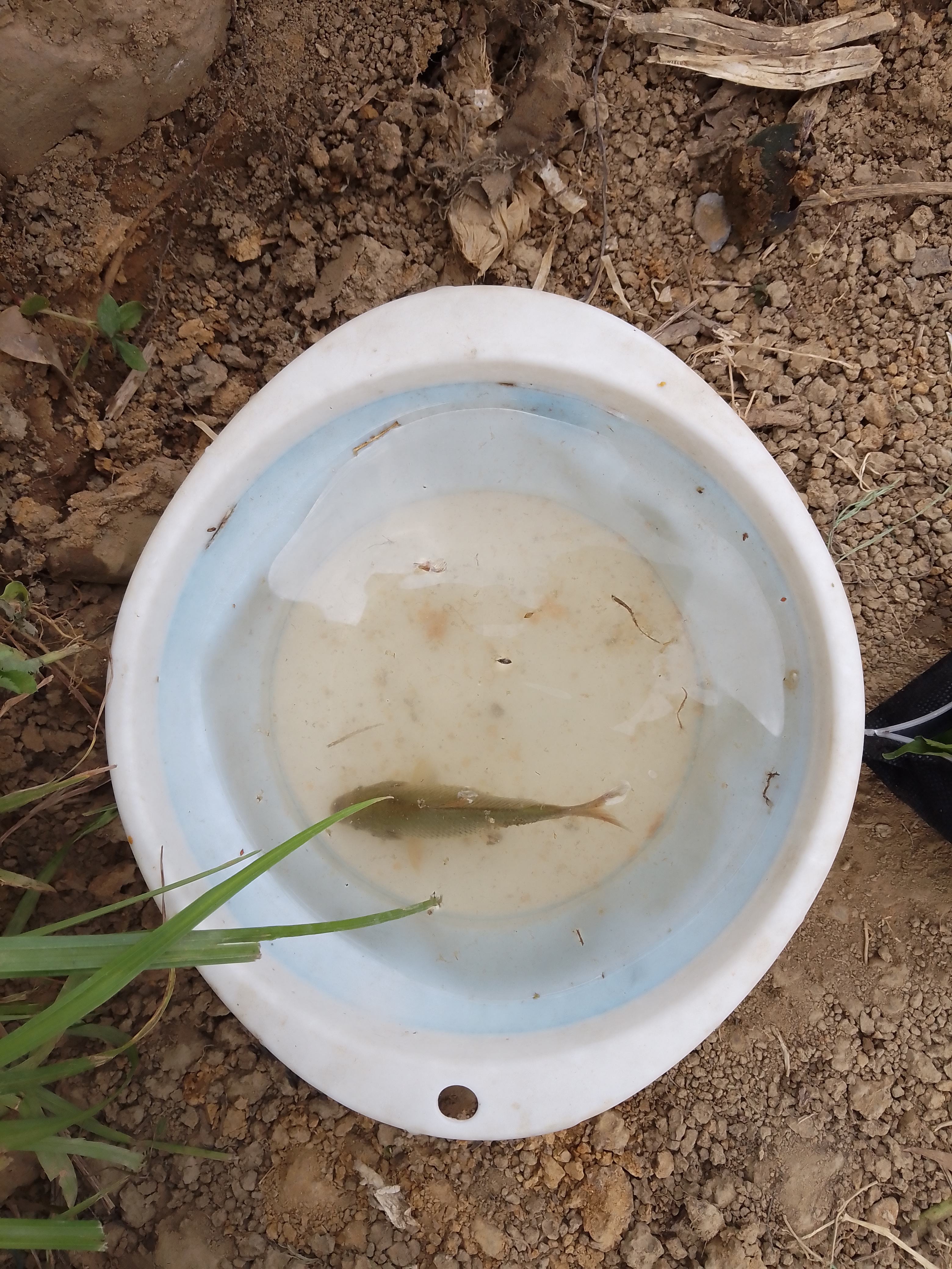 饵料过期拉不出丝(饵料过期了还能钓鱼吗)