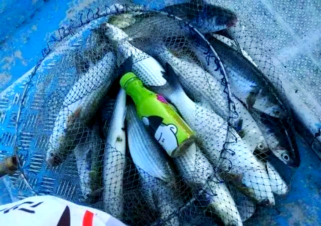 沙蚕能夜间海钓(海沙蚕钓淡水鱼)