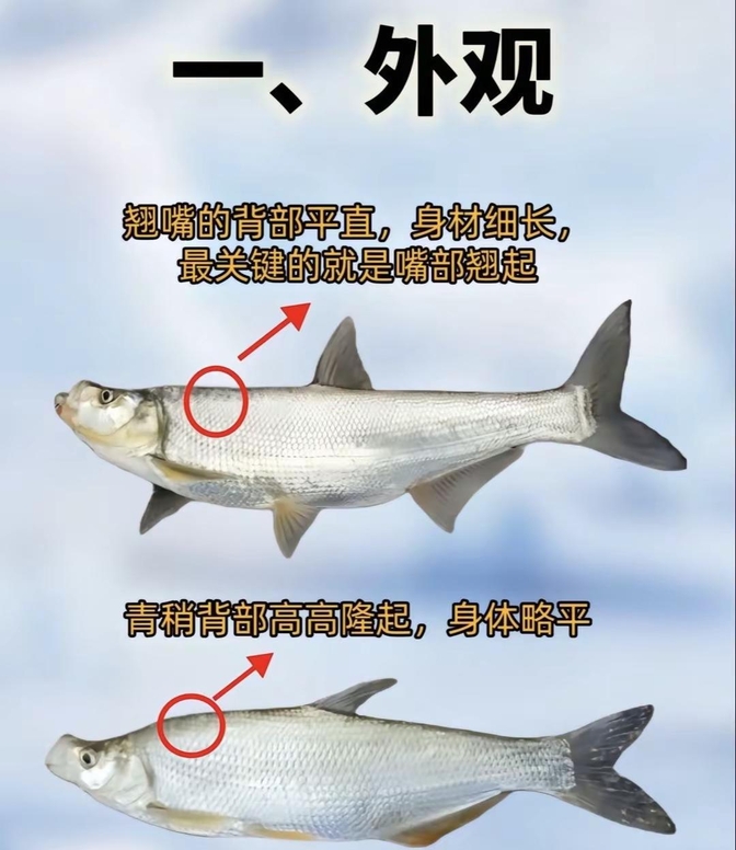 夏季如何路亚翘嘴(夏季路亚翘嘴用什么饵适合)