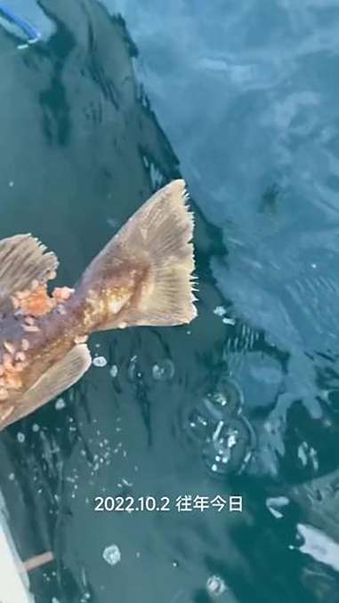 三杯海钓(三杯鸡的全部小说)