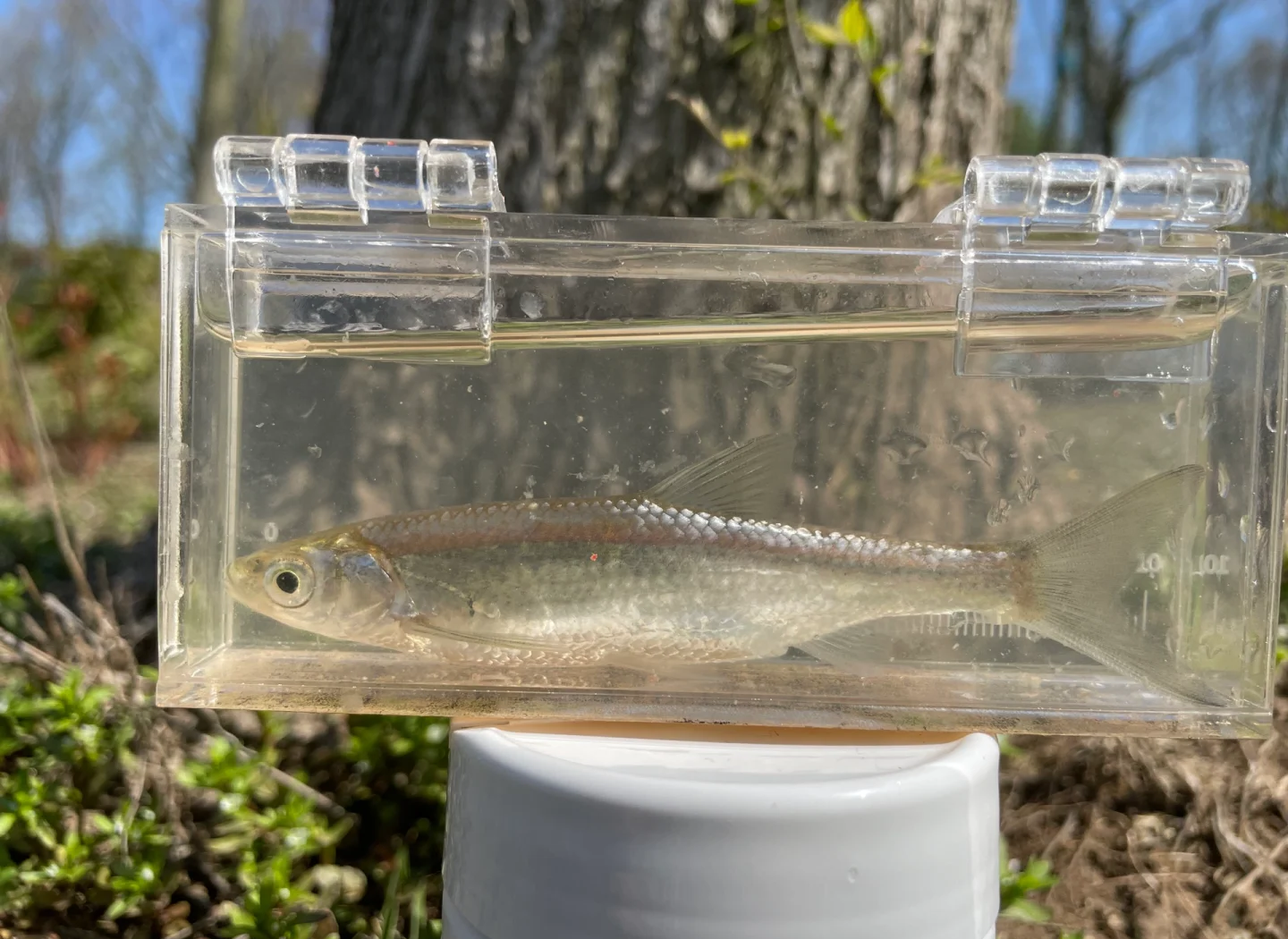 如何路亚白条鱼(路亚白条鱼是慢收,还是快收)