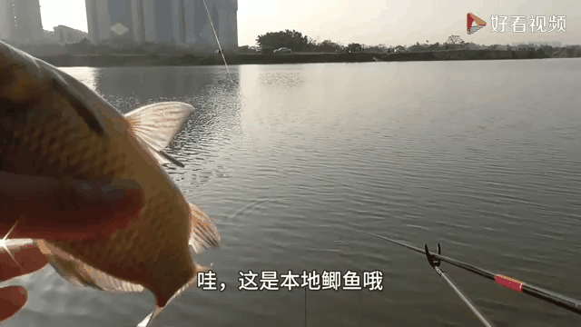 冬天浅水鱼塘钓鲫鱼技巧(冬天浅水鱼塘钓鲫鱼技巧图解)