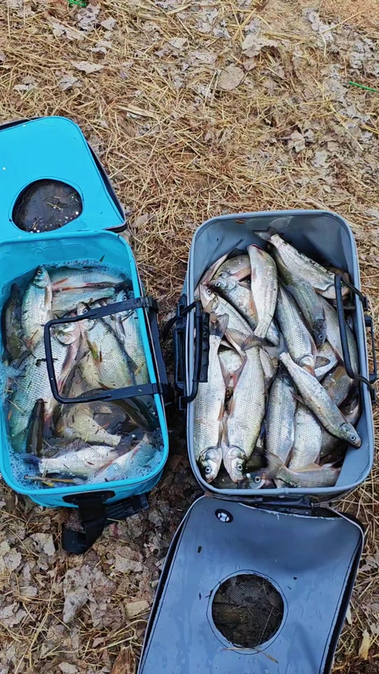 冬天渤海钓鱼(渤海湾冬季能钓什么鱼)