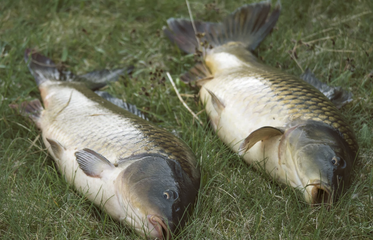 夏天水库钓鳊鱼技巧(水库钓鲮鱼)