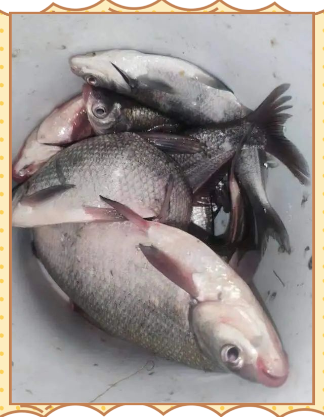 夏天水库钓鳊鱼技巧(水库钓鲮鱼)