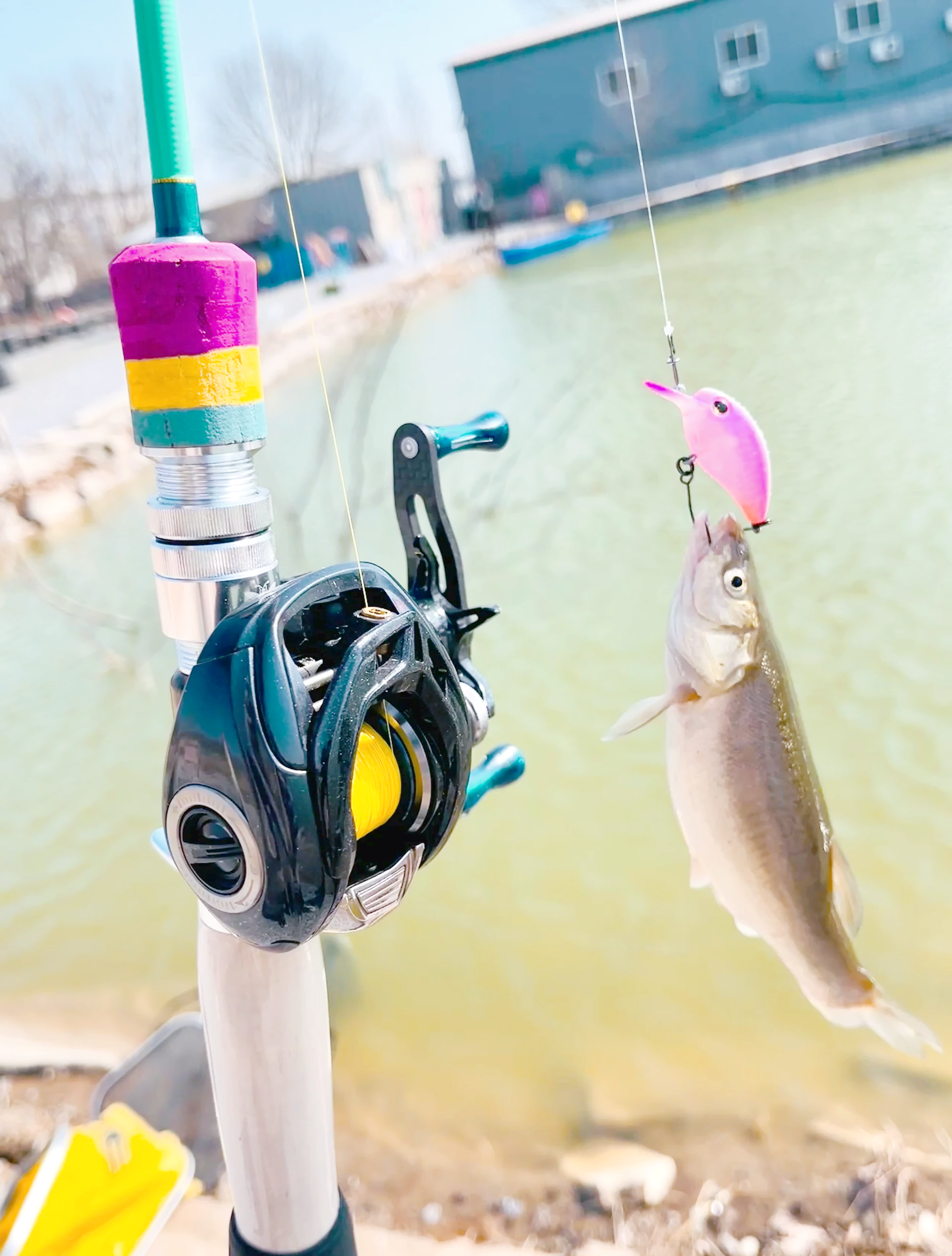 冰钓鳟鱼技巧(冰钓鳟鱼用什么饵)