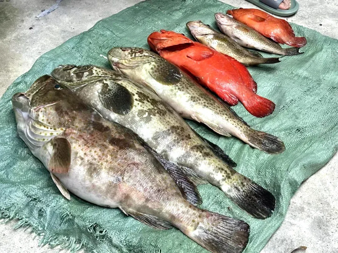 鱼获海钓(海钓入门篇二)