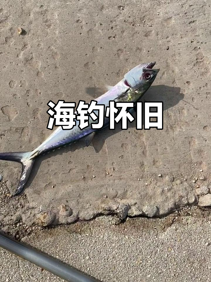 营口海钓论坛(营口海钓论坛最新消息)