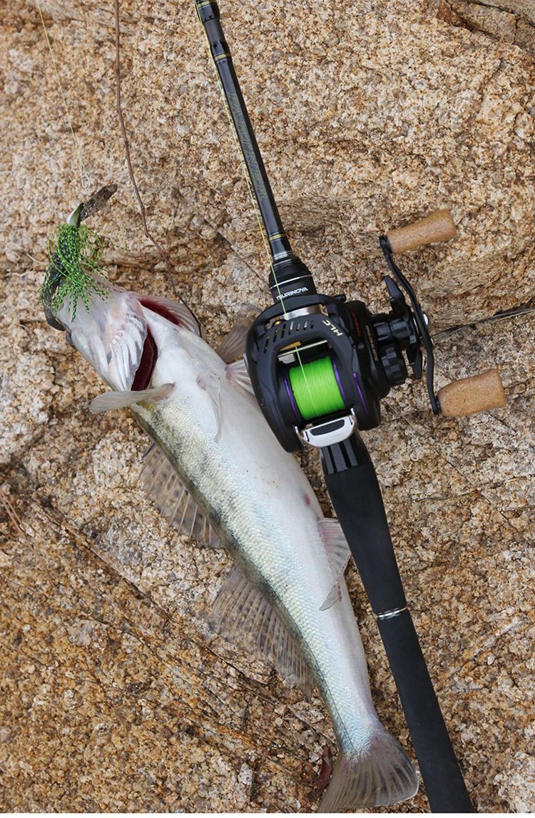 路亚可以海钓的(路亚海钓鱼种)