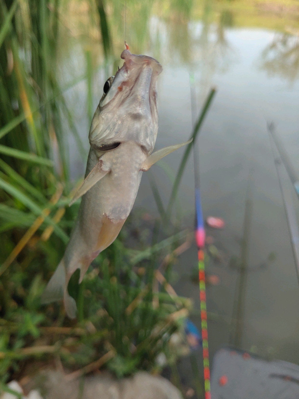 入秋阴雨天钓鱼技巧(入秋阴雨天钓鱼技巧图解)