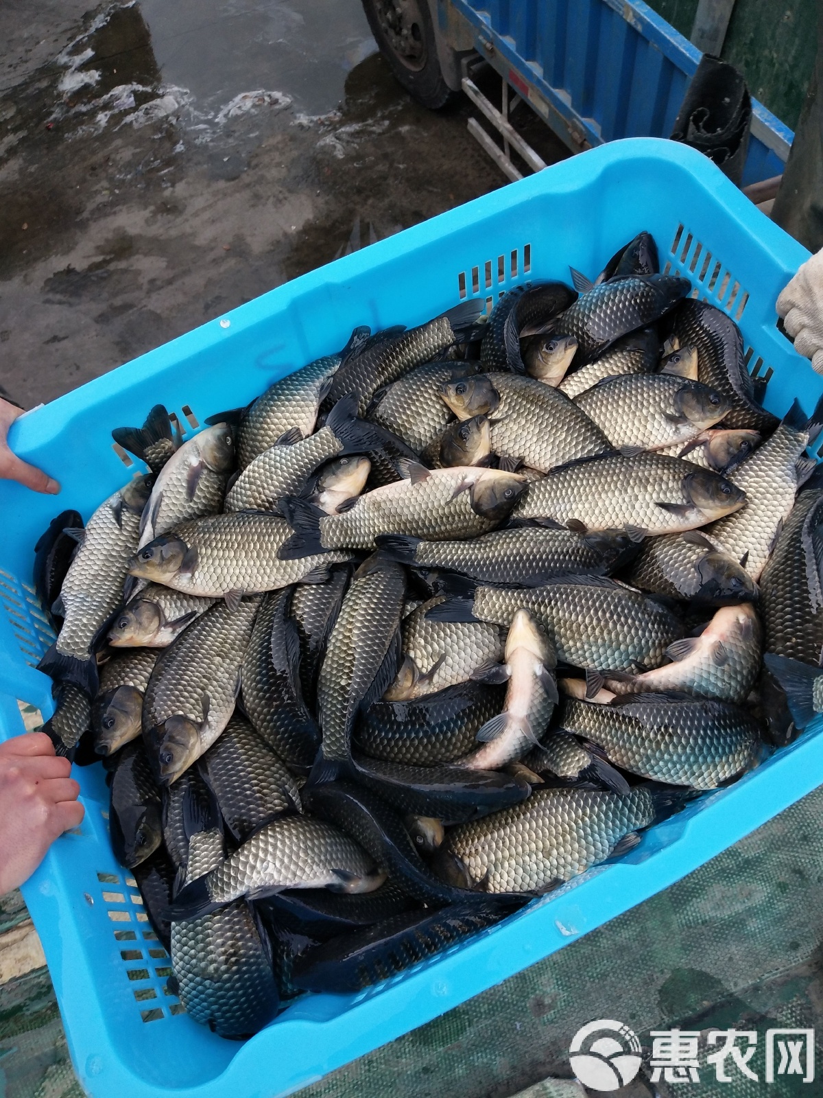 钓鱼技巧黑坑钓鲫鱼(钓鱼技巧黑坑钓鲫鱼怎么样)