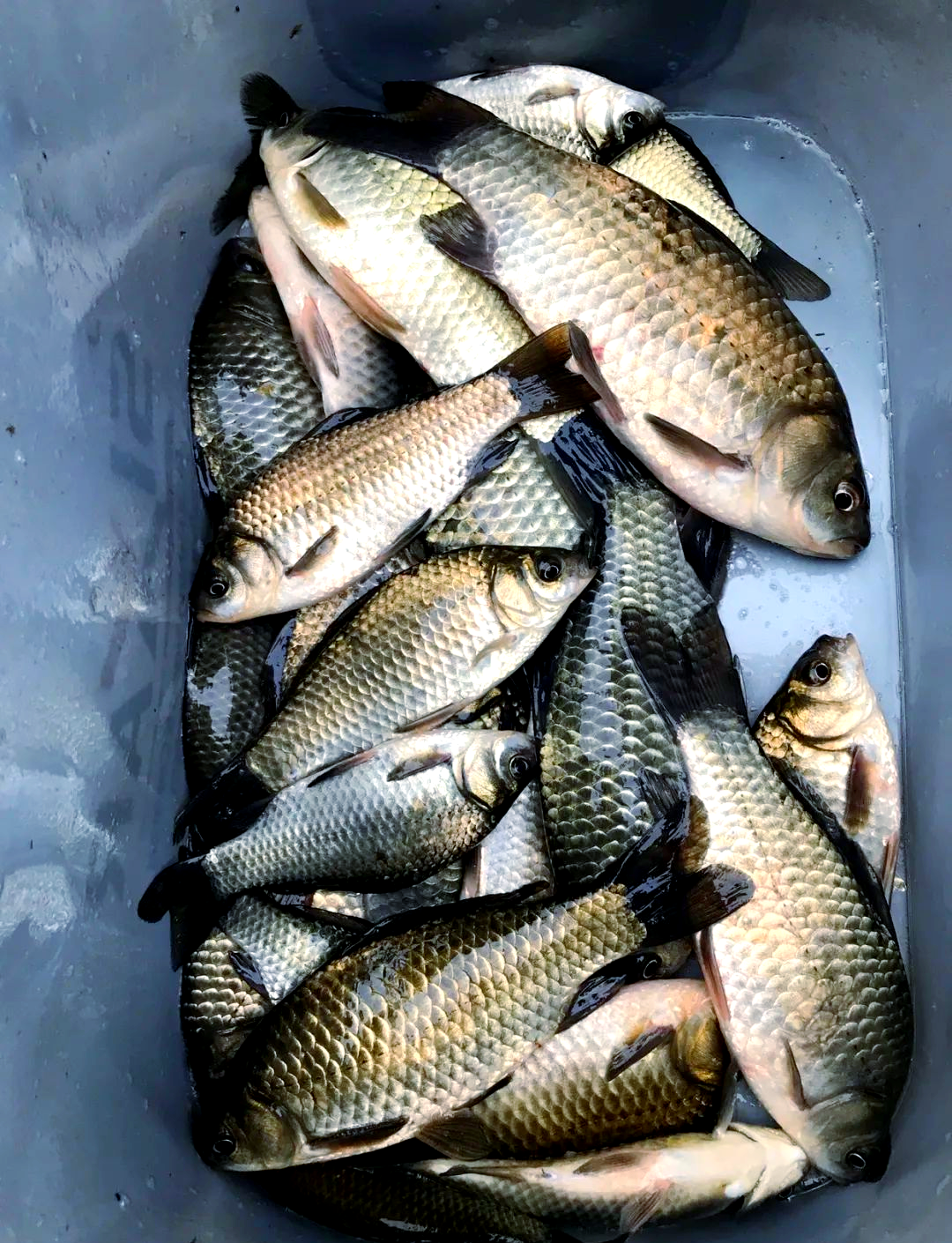 钓鱼技巧黑坑钓鲫鱼(钓鱼技巧黑坑钓鲫鱼怎么样)