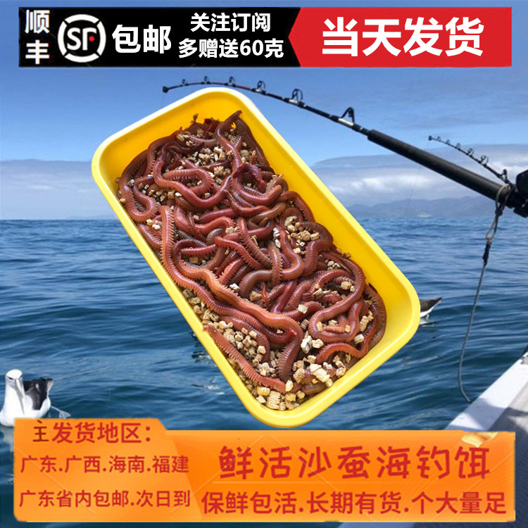 海钓虫子(钓鱼的海虫如何养殖)