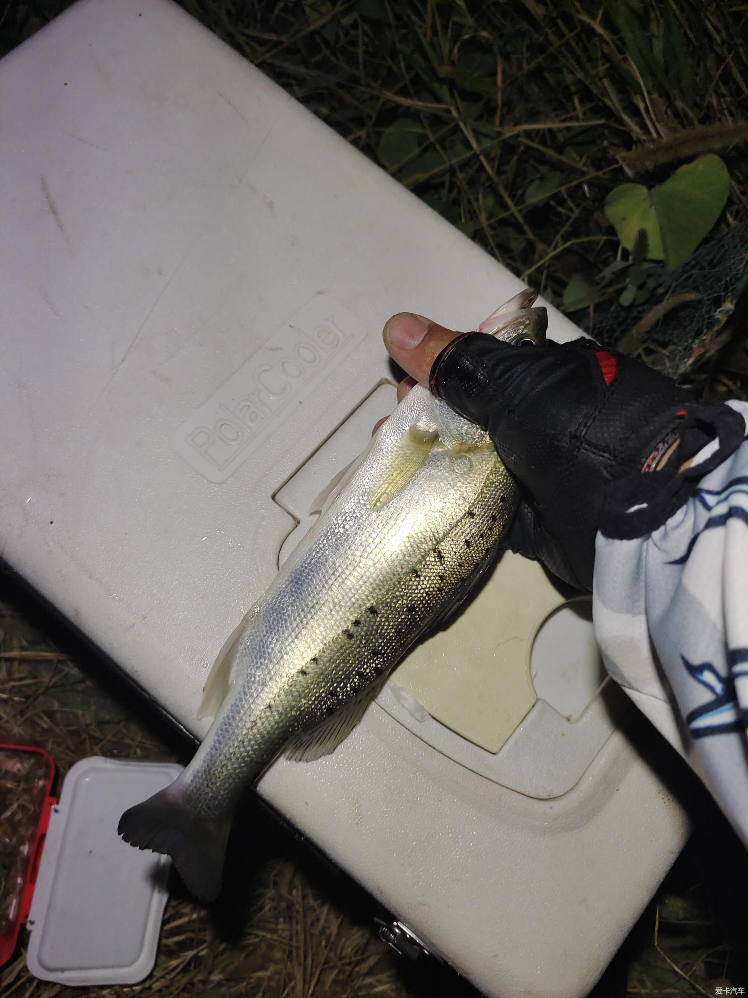 夜间能用铁板海钓吗(铁板可以钓黑鱼吗)