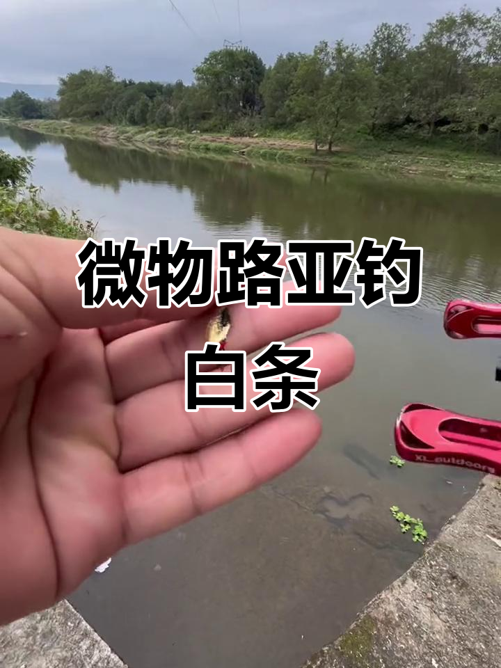 路亚可以钓白条吗(路亚可以钓白条吗视频)