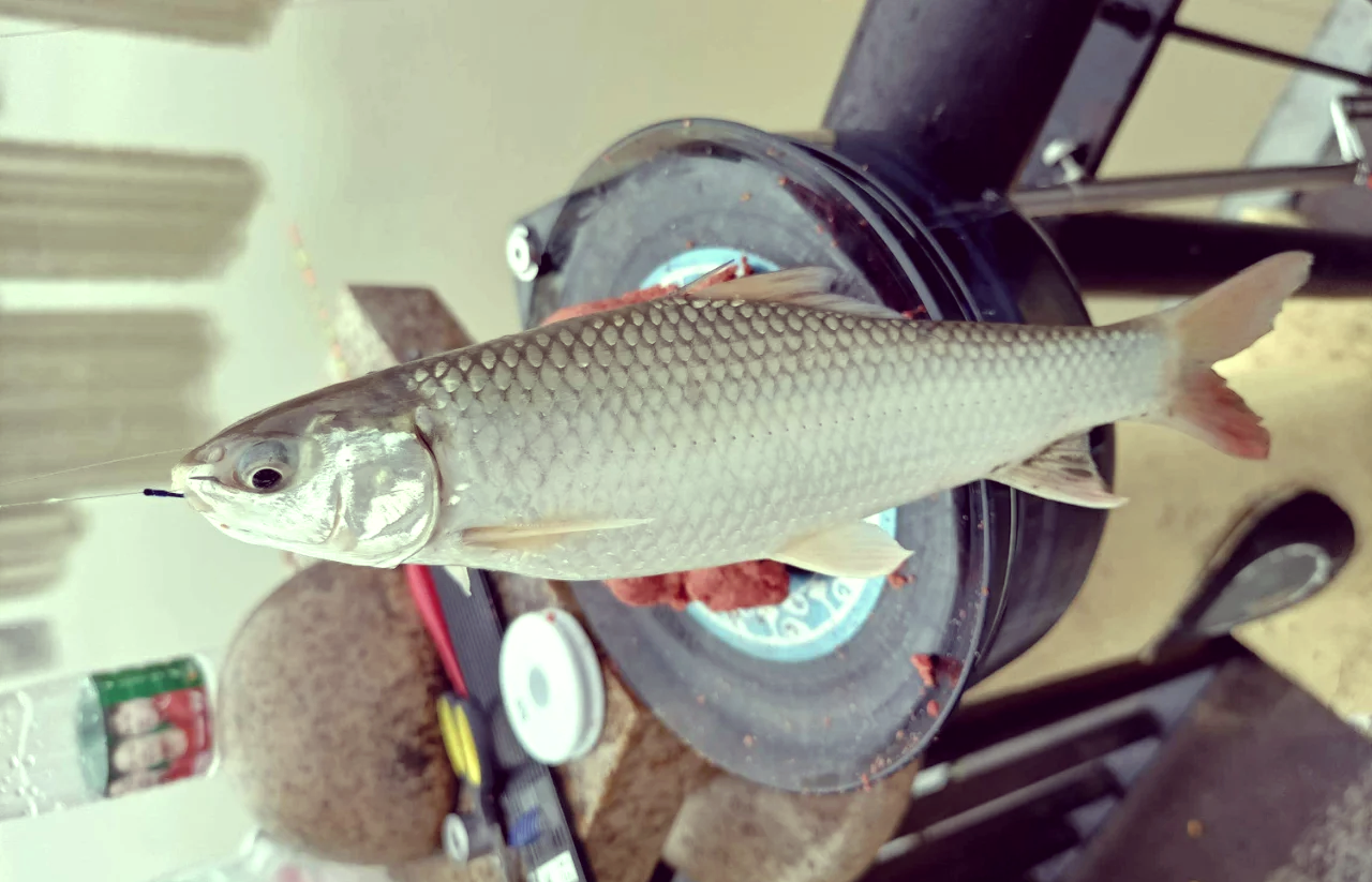 鲮鱼饵料系数(鲮鱼饵料配方大全)