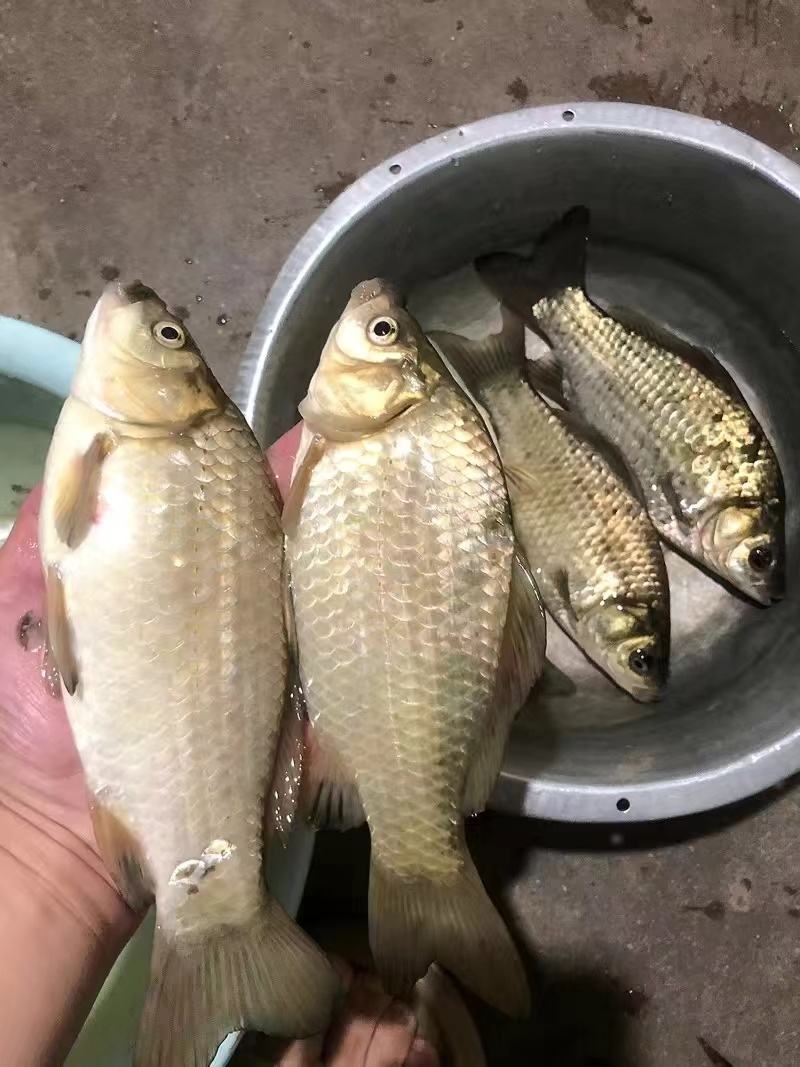 海钓的线(海钓的线用什么尼龙好)