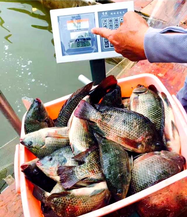 5月底钓罗非鱼技巧(五月钓罗非)