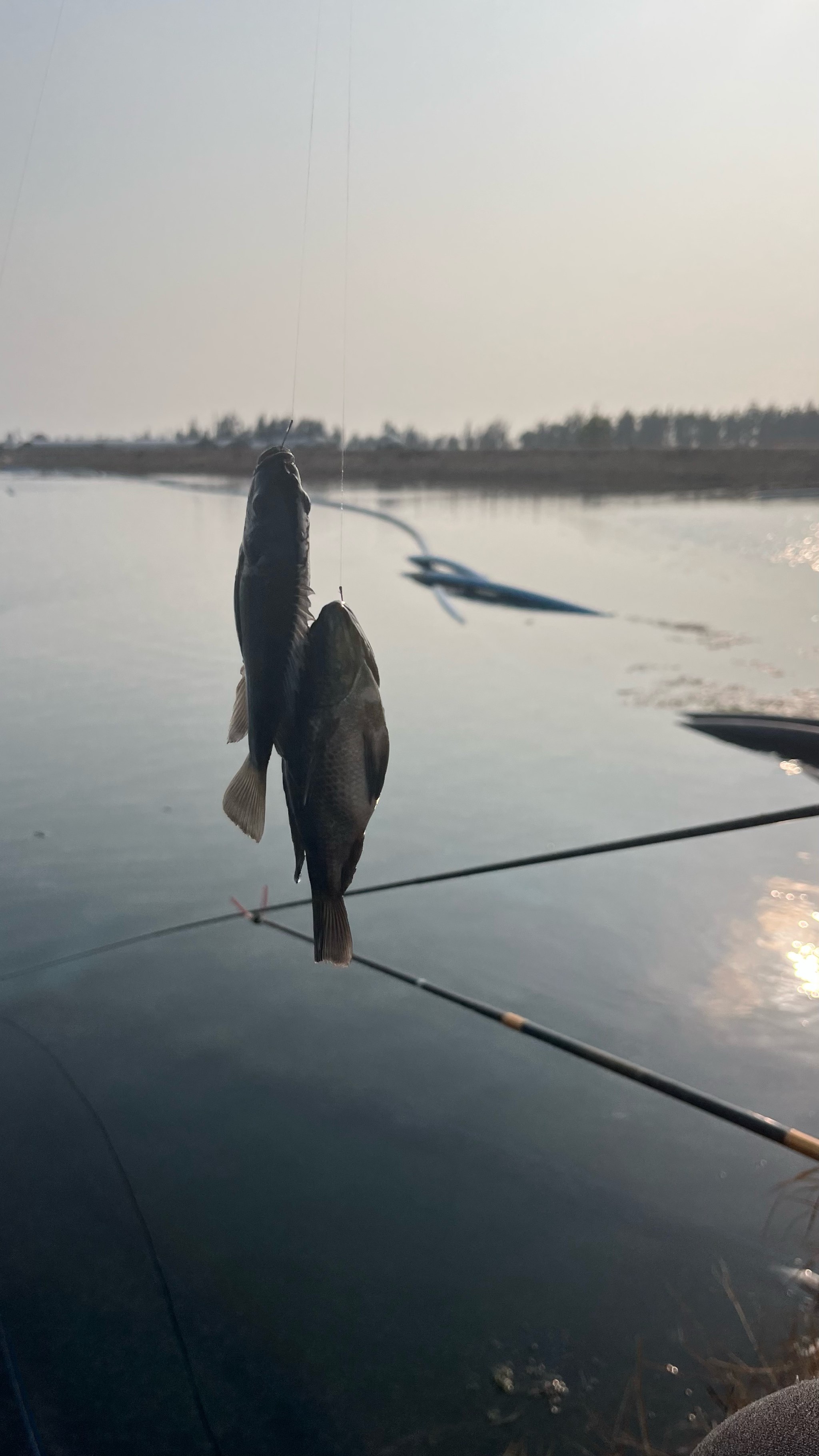 5月底钓罗非鱼技巧(五月钓罗非)