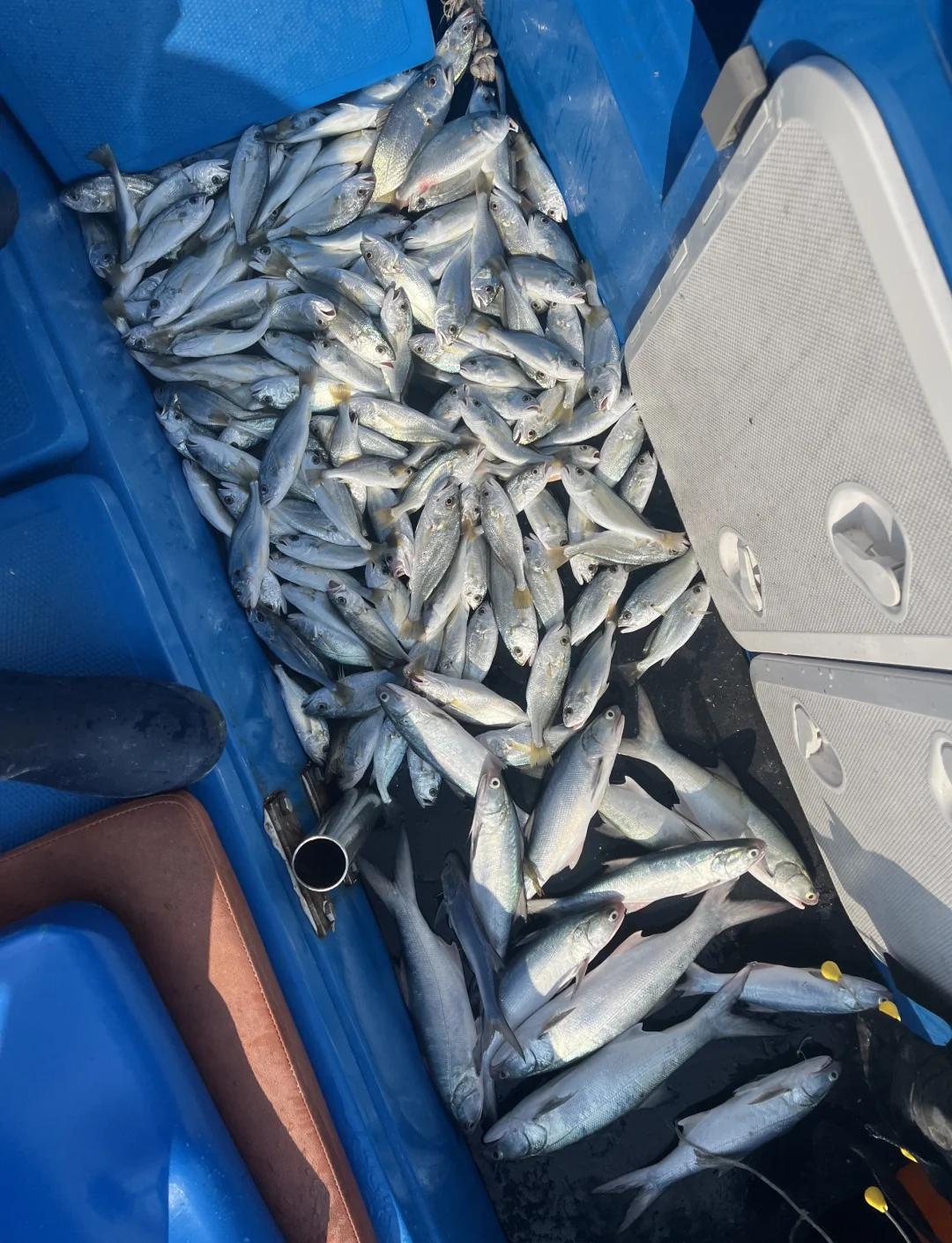 深圳大铲湾海钓(深圳大铲湾码头简介)