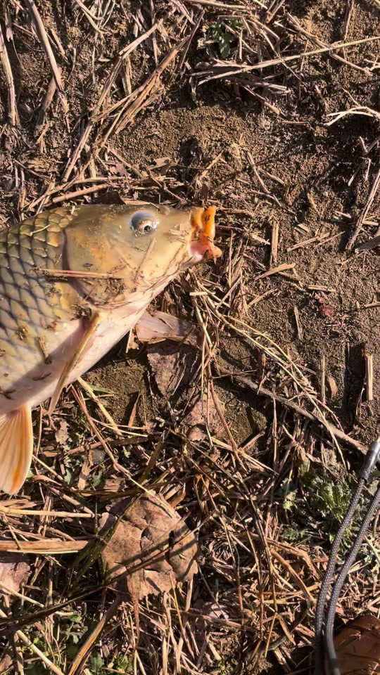 海钓钓鲤鱼(海竿钓鲤鱼视频)