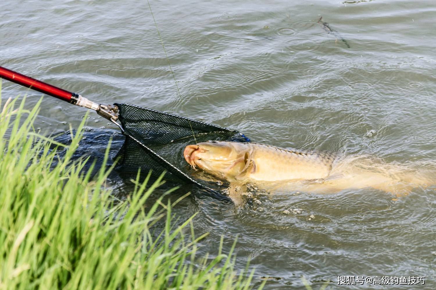 海钓钓鲤鱼(海竿钓鲤鱼视频)
