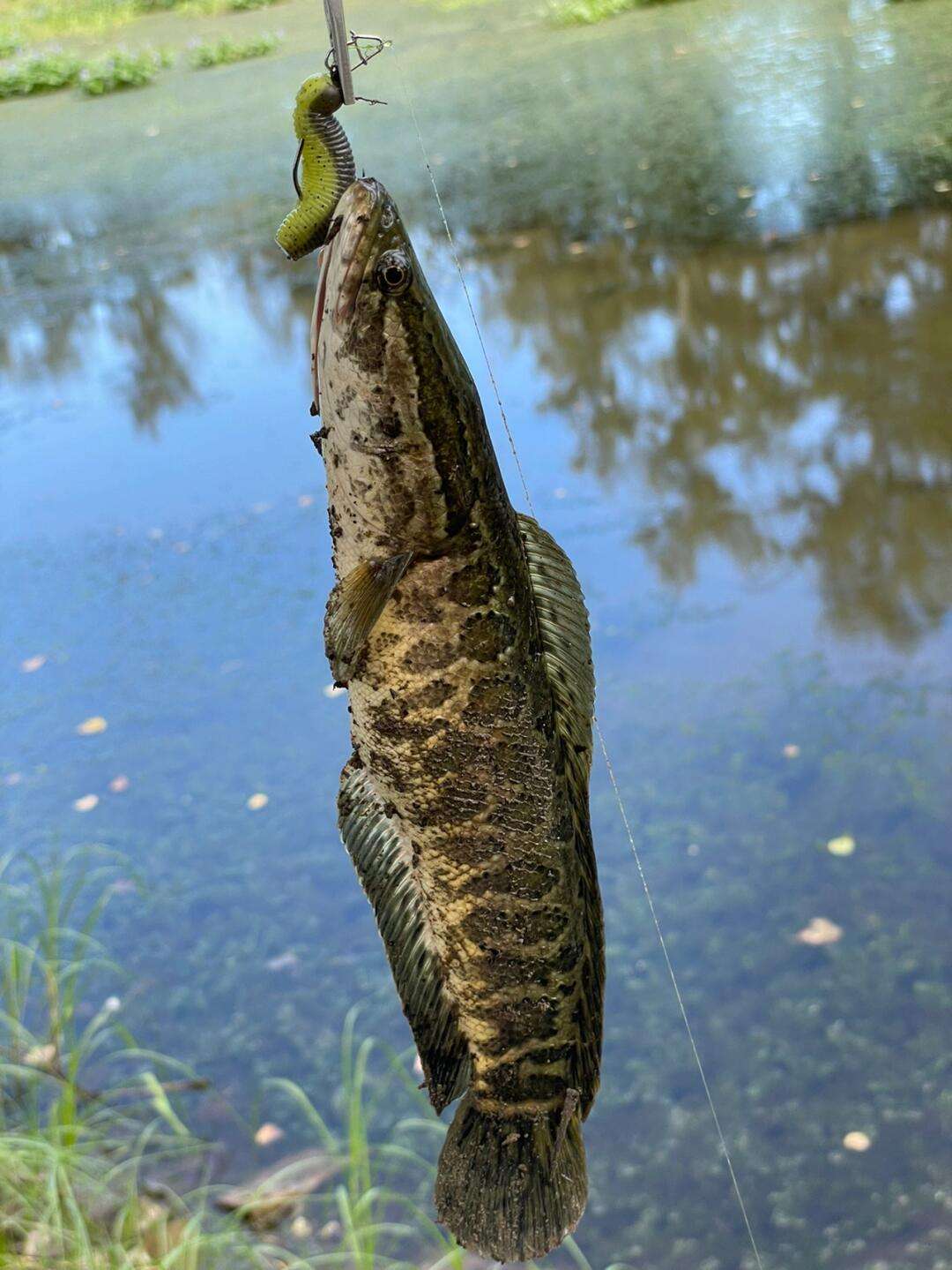 软虫路亚黑鱼(春天路亚黑鱼用软虫还是雷蛙)