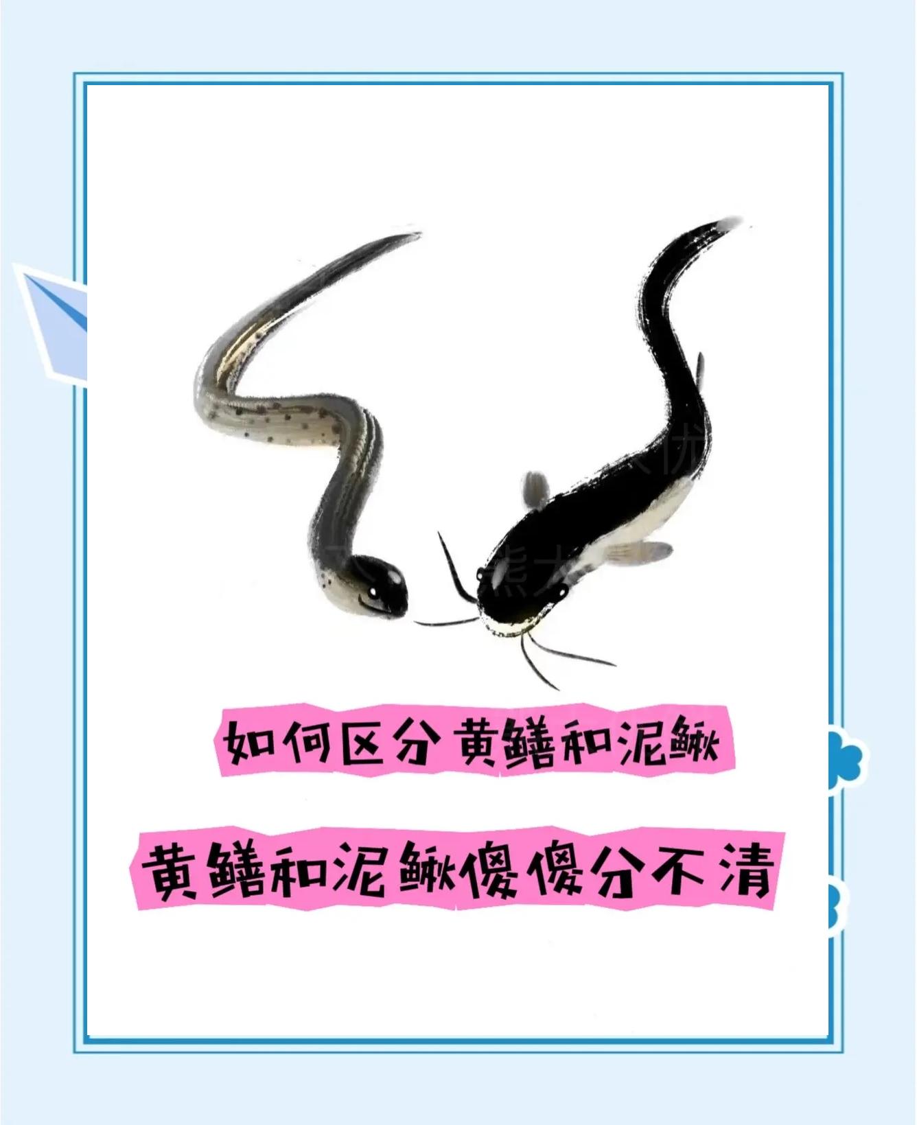 打黄鳝技巧(打黄鳝的机器怎么使用)