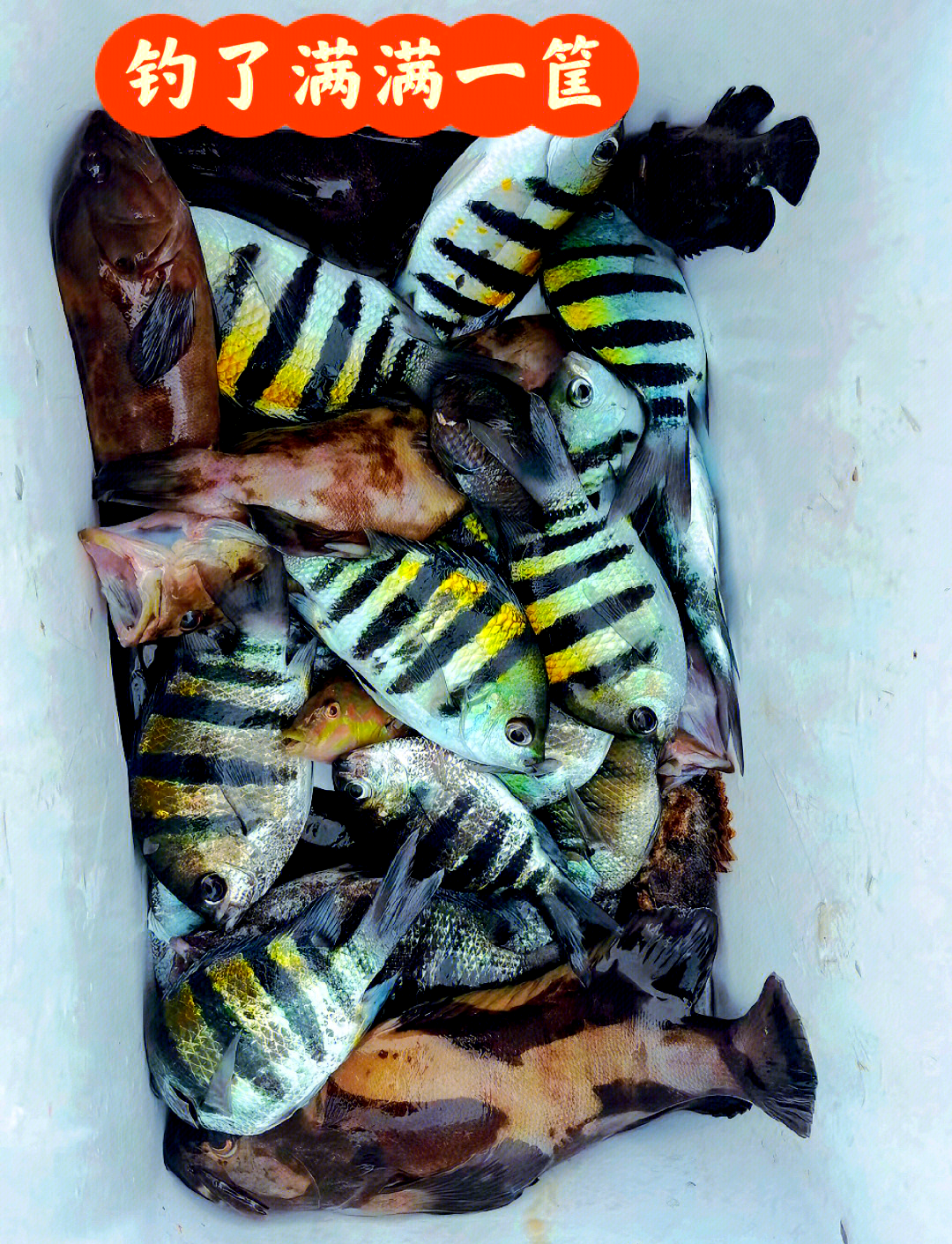 深圳海钓常见的鱼种(深圳海钓有哪些地方)