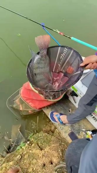 活虾野钓罗非技巧(鲜虾怎么钓罗非)