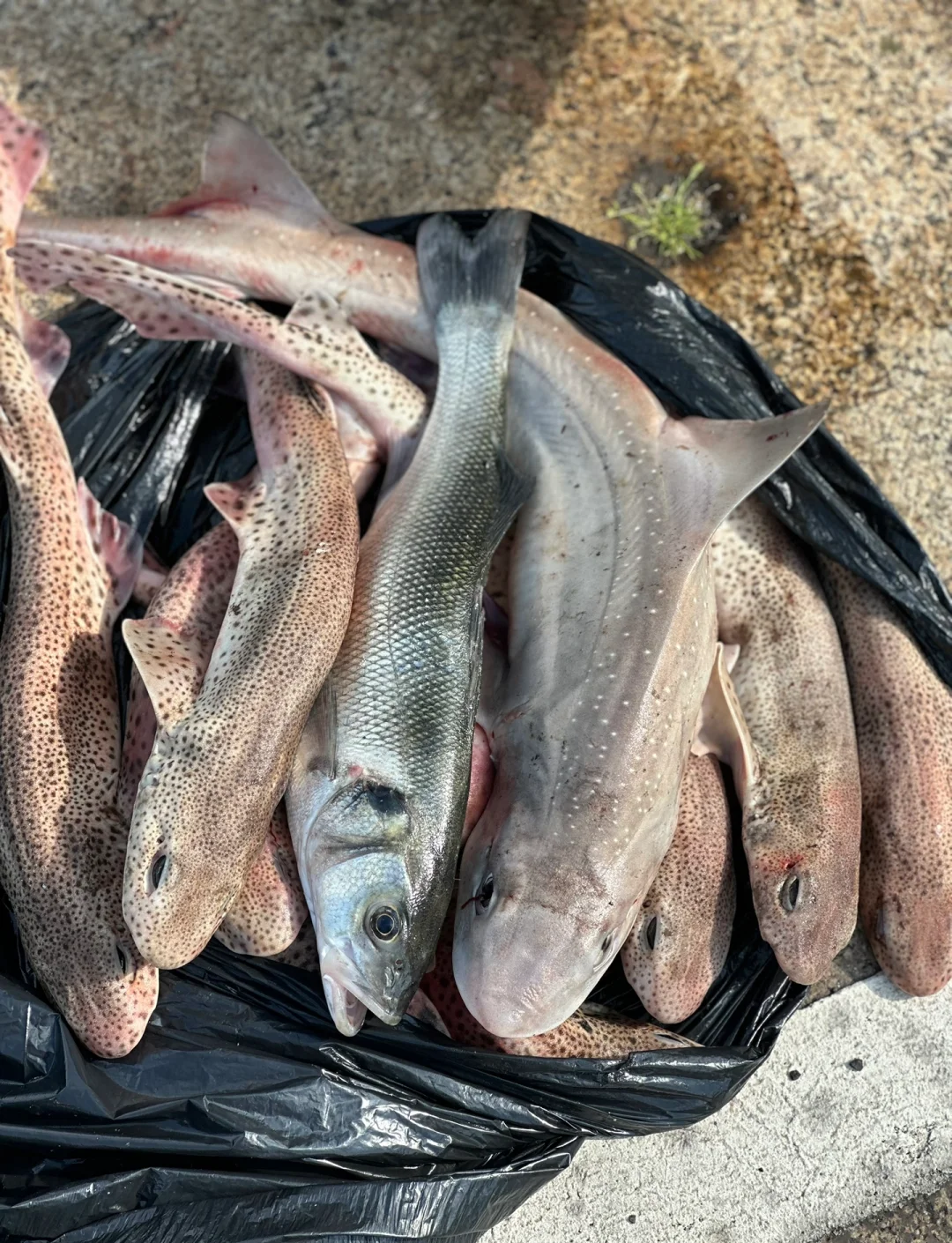 潍坊港立秋海钓什么鱼(6号鱼钩适合钓什么鱼) 潍坊港立秋海钓什么鱼(6号鱼钩适合钓什么鱼)