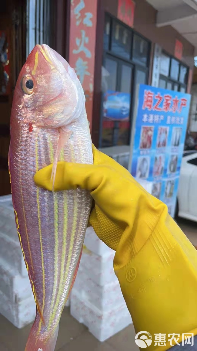 潍坊港立秋海钓什么鱼(6号鱼钩适合钓什么鱼) 潍坊港立秋海钓什么鱼(6号鱼钩适合钓什么鱼)