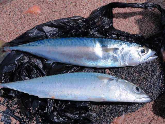 瓜皮岛海钓费用(瓜皮岛海钓时间四月)